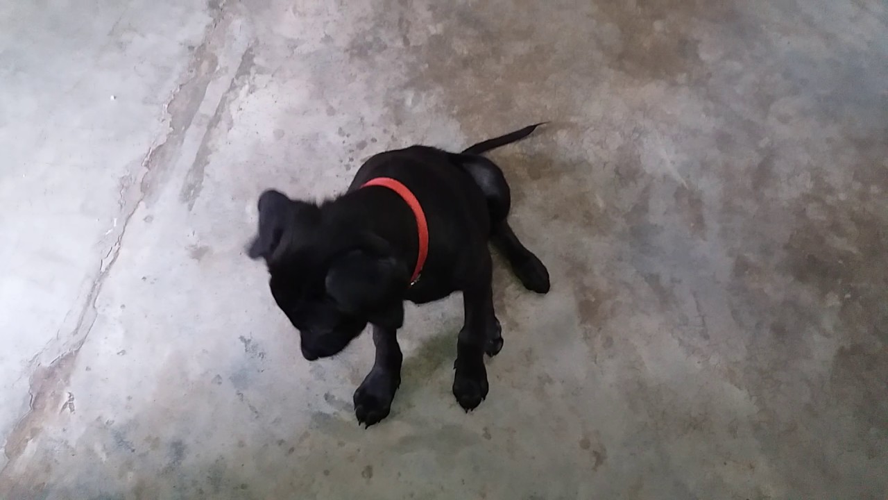 black lab 3 months old