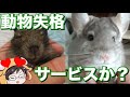 こむぎ君とひなた君を愛でる牛沢さん【切り抜き】
