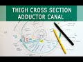 Thigh cross sectional anatomy   muscular compartments  adductor canal