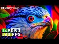INSANE COLORFUL BIRDS 8K ULTRA HD | DOLBY VISION