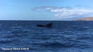 Fluke-Up Feeding Humpback Whale