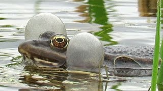 Лягушки громко квакают, Frogs are croaking loudly