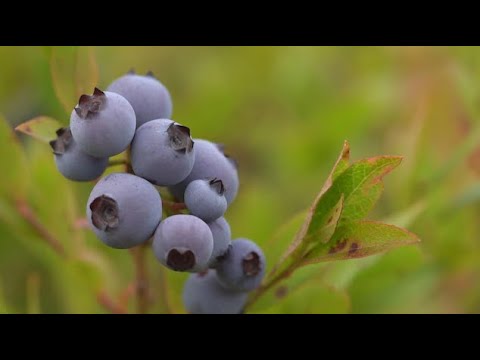 Vidéo: Informations sur les bleuets nains : Guide d'entretien des bleuets nains