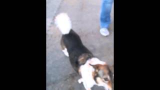 Torie - 10 Year Old Aussie Shepherd