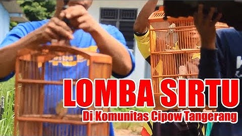 Lomba Burung Cipoh / Sirtu / Sirpu / Dicu di KCT Komunitas Cipow / Sirtu Mania Tangerang