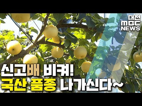 초록 배· 껍질 먹는 배 품종 다양화/대전MBC