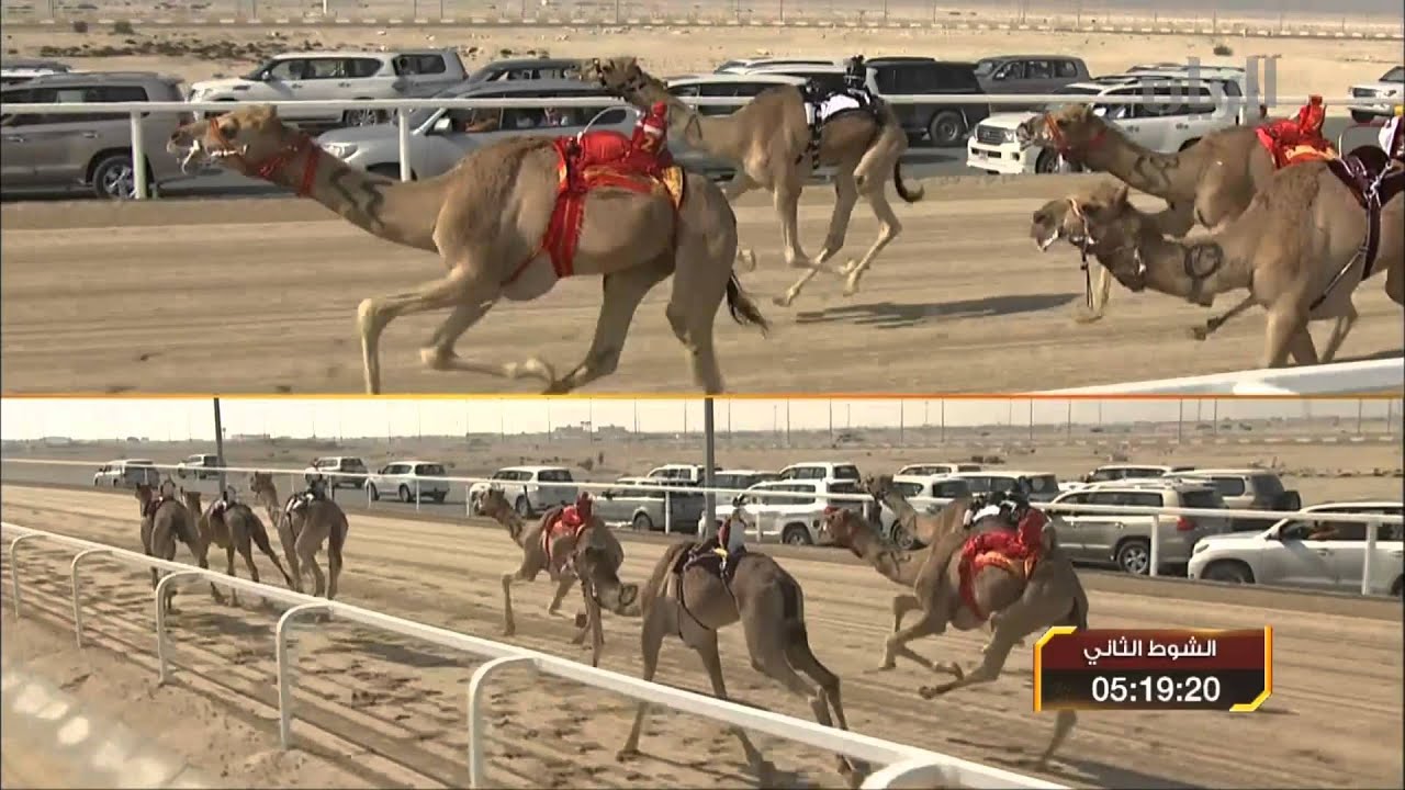 برنامج الريس - سباق أمير البلاد المفدى للهجن العربية الأصيلة - 21 -01-2014