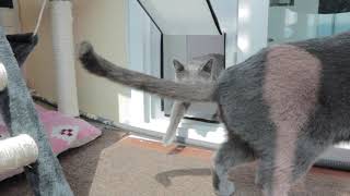 고양이 놀이터 꾸며주기(베란다 셀프 리모델링)