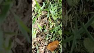 Natural Butterfly Video Clip 🦋🦋🦋 #naturelovers #naturesounds #butterfly #ytshorts #viralvideo