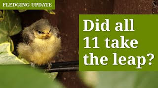 Watch Blue Tit Chicks Fledge! Did All 11 Leave the Nest? Net Worth