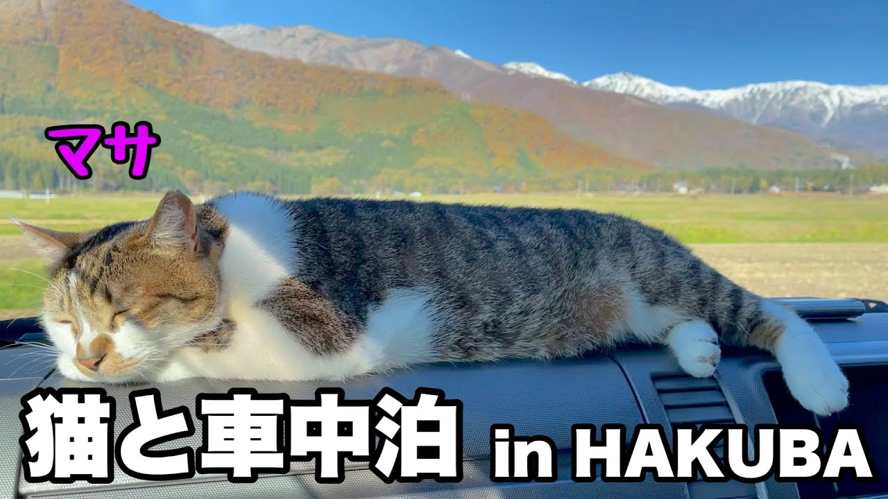 【猫と車中泊】感動的な白馬岳の朝焼け。就寝中のマサや車中飯の様子をお楽しみ下さい！