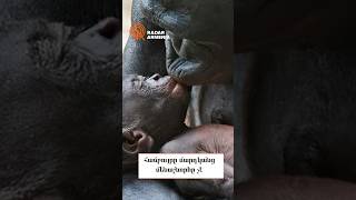 Համբույրն Առաջացել Է 21,5 Միլիոն Տարի Առաջ Եւ Մարդկանց Մենաշնորհը Չէ