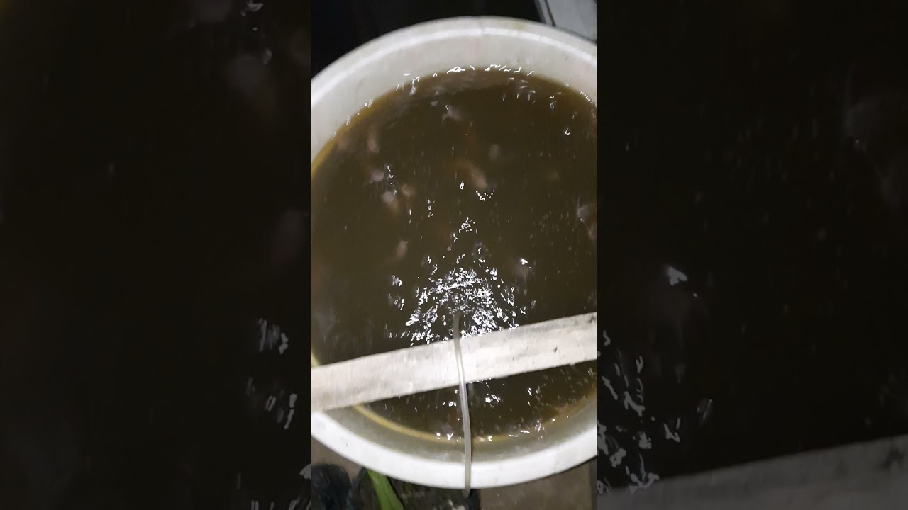 Awal Ternak Lele Dalam Drum..?! 