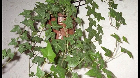 КОМНАТНЫЙ  ПЛЮЩ: приметы и суеверия. Можно ли держать ПЛЮЩ в доме