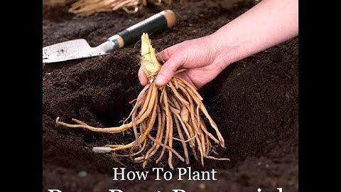 Potting up a Bareroot Perennial