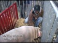 Swine is fine