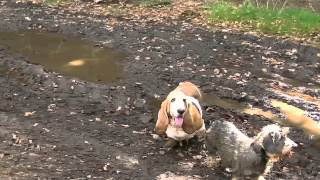 Scottish Basset Hound Walk at Belwade Farm by Ally Crombie 11,269 views 10 years ago 8 minutes, 54 seconds