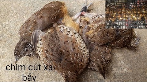 cẩn cảnh bẫy chim cút rừng.llvlog