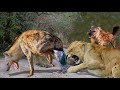 Lion Kills Hyena Baby - Hyena Mother Tries To Kill Lion To Avenge Her Cub