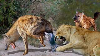 Lion Kills Hyena Baby - Hyena Mother Tries To Kill Lion To Avenge Her Cub
