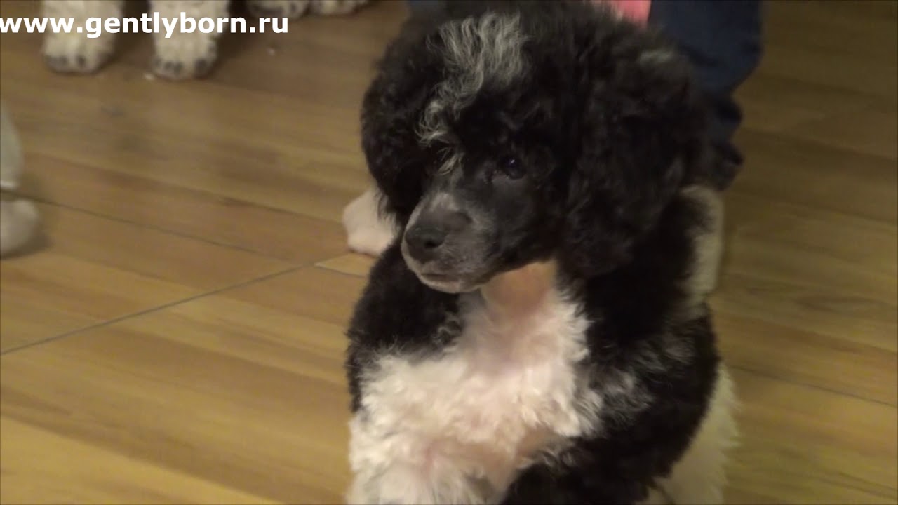 Toy poodle harlequin Gently Born LAS VEGAS 2 months. YouTube