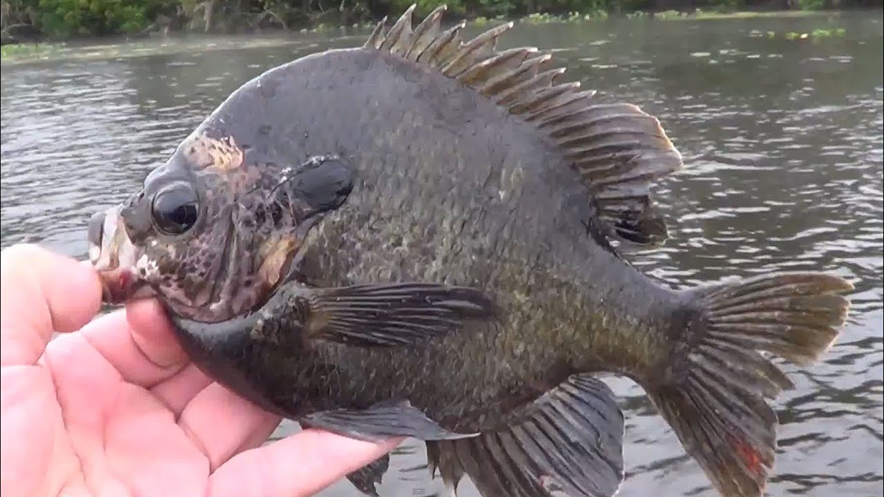 Fly Fishing for Huge Bluegill on the St Johns River, Florida YouTube
