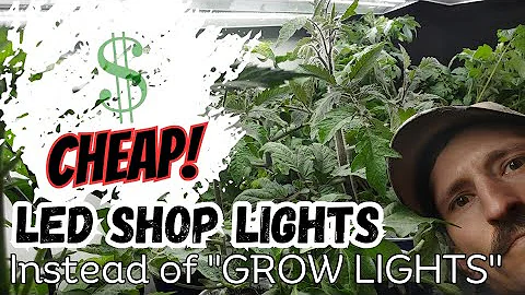 Cheap Grow Lights |LED Shop Light RESULTS|