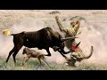 Wildebeest Fight Back Cheetah To Saves The Her Baby From The Door Of Death - Wildebeest Vs Cheetahs