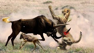 Wildebeest Fight Back Cheetah To Saves The Her Baby From The Door Of Death - Wildebeest Vs Cheetahs