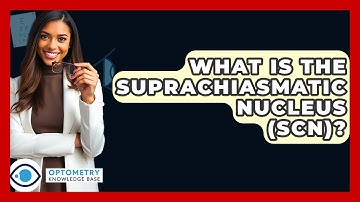 What Is The Suprachiasmatic Nucleus (SCN)? - Optometry Knowledge Base