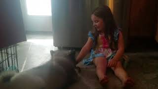 Starkey the keeshond playing by Proud Daddy 712 views 6 years ago 3 minutes, 46 seconds