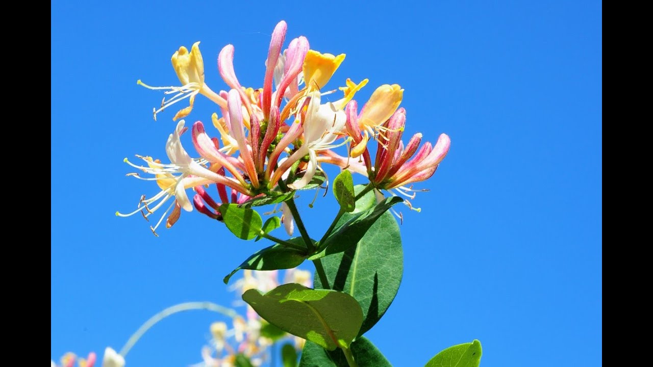 Heckenkirsche und Geißblatt