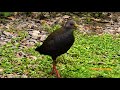 CANTO SARACURA-SANÃ (PARDIRALLUS NIGRICANS), BLACKISH RAIL, FAUNA PANTANEIRA, SARACURA-DE-BICO-VERDE