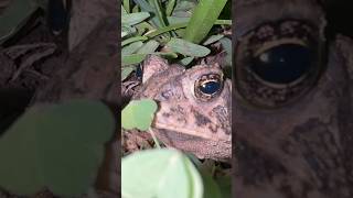 🐸⭐️ Toad lip sings Ed Sheeran #shorts #short #shortsfeed #edsheeran #frog #funny #superfrogstars