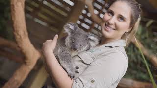 Tiny koala joey just wants to cuddle