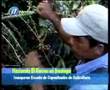 Rainforest Alliance Certified