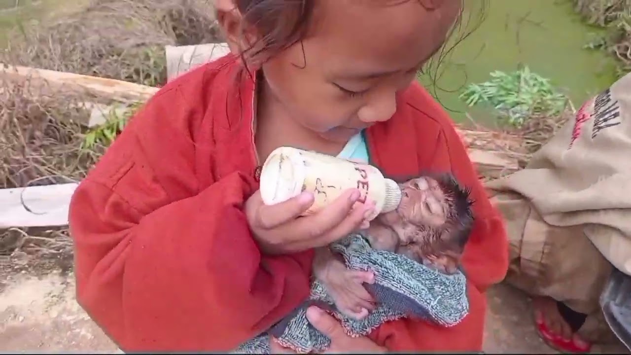 Bayi monyet premature yang ditinggal ibunya butuh asih