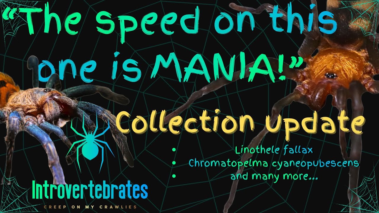 It Ran Like Possessed! 🕷 New Tarantulas + Collection Update - YouTube