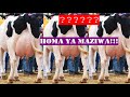 UFUGAJI WA NG OMBE WA MAZIWA Fahama Kinga Dalili Na Tiba Ya Ugonjwa Wa Homa Ya Maziwa Milk Fever 