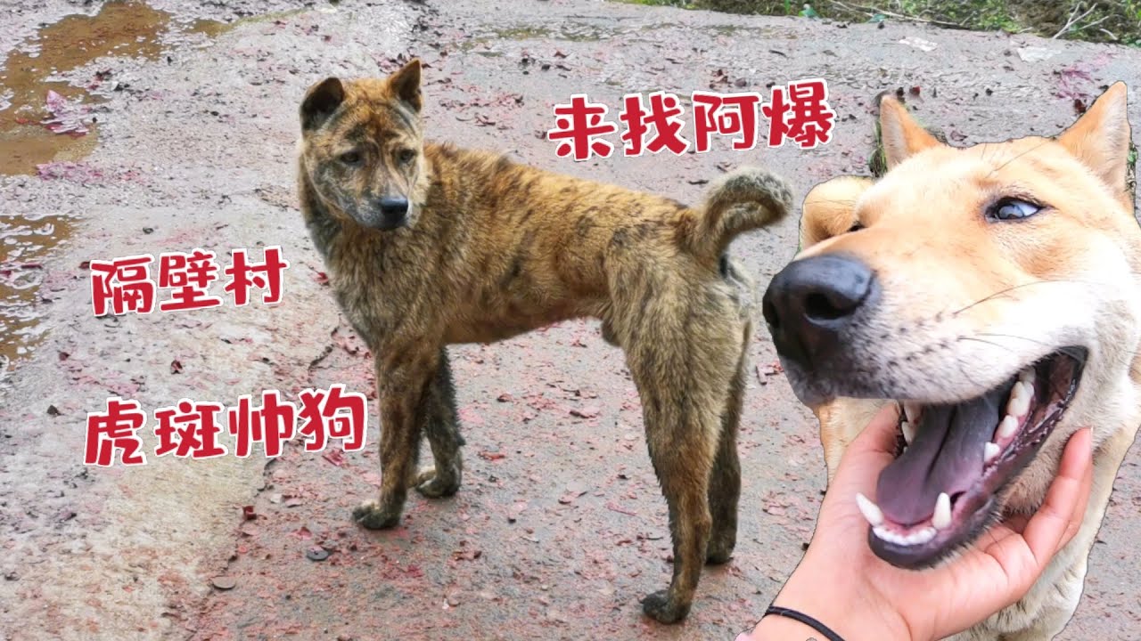 田园犬阿爆特殊时期 隔壁村的虎斑犬来找它 一天跟到晚不舍分离 Youtube