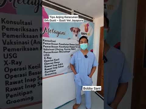 Video: Cara Mengembangbiakan Schnauzer