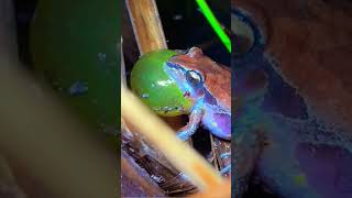 The Frog Is Croaking