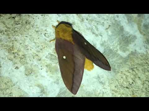 orangestriped oakworms moth (anisota senatoria) male