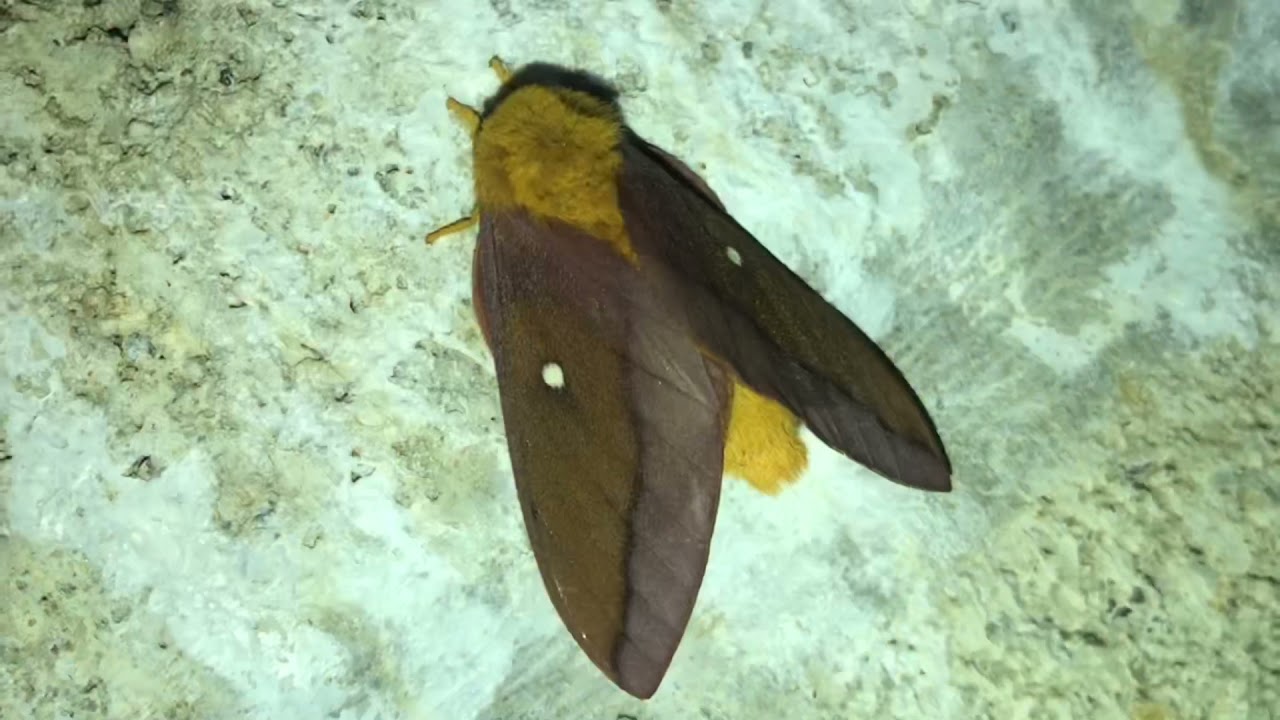 orangestriped oakworms moth (anisota senatoria) male