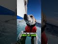 Dog Falls From Ship Into Ocean… Stranger Jumps In to Save It!