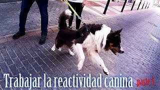 Reactividad canina en la práctica  Contracondicionamiento  parte 5