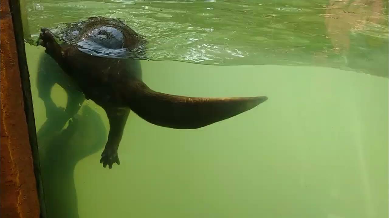 berang berang YouTube