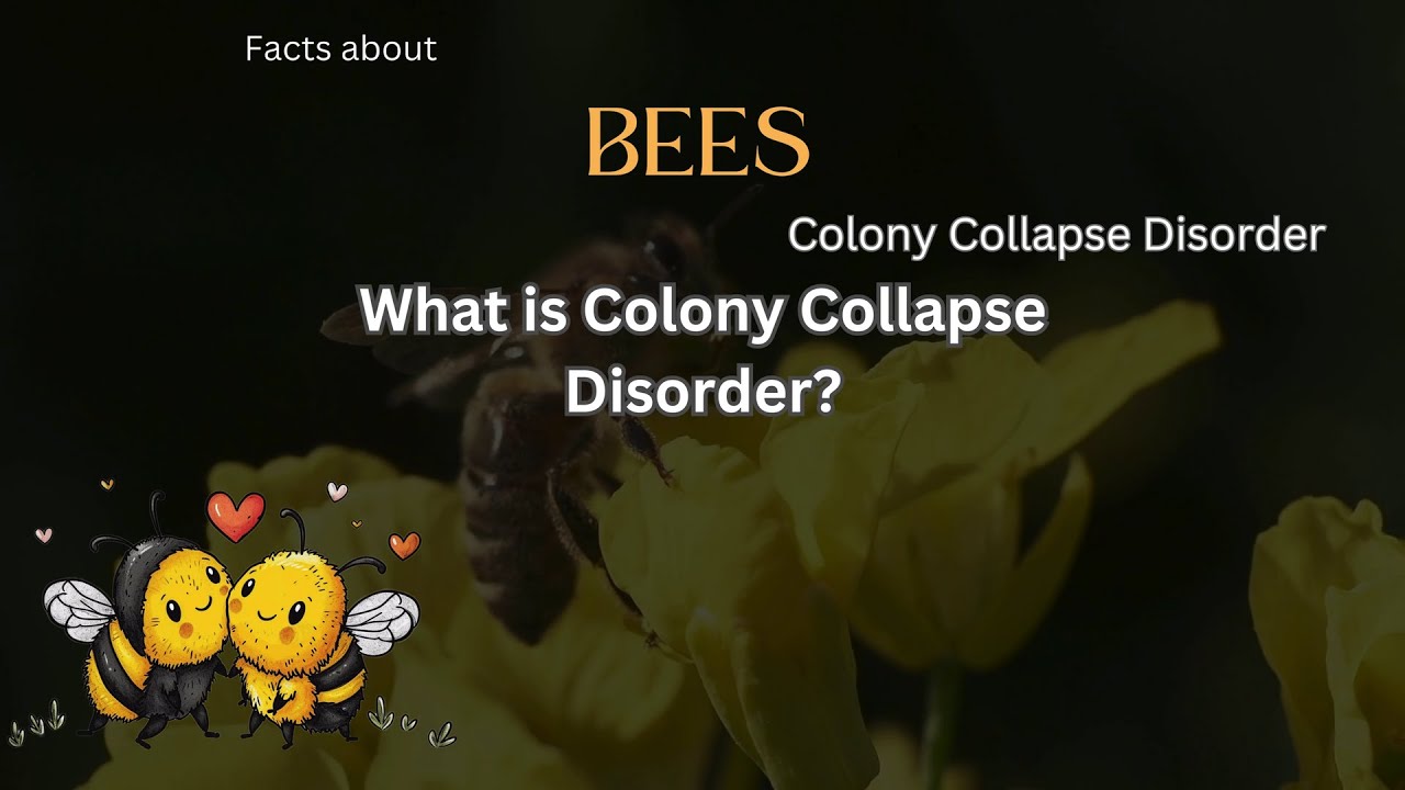 Bee Fact 35 - What is Colony Collapse Disorder?