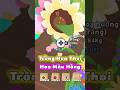 Trồng hoa hướng dương hồng | Play together trồng cây