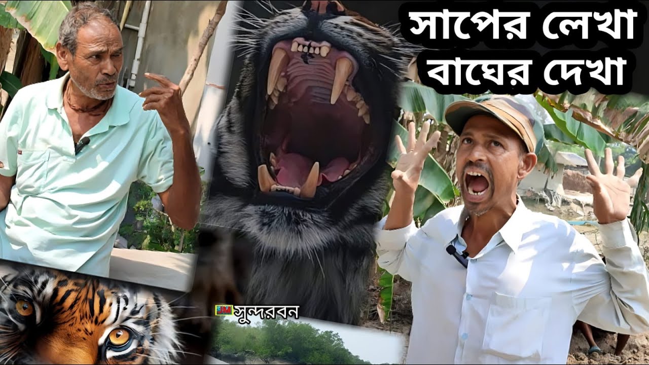 সাপের লেখা বাঘের দেখা | হিংস্র বাঘের ভয়ংকর শিকার | সুন্দরবন | Sundarban Tiger Attack Man